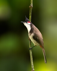 red-whiskered bulbul perched on a thin branch