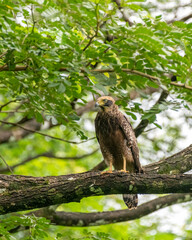 Fototapeta na wymiar juvenile crested serpent eagle perched on a tree branch