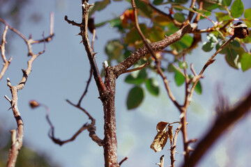 Branched thorny branches twigs of the rosebush. A branch of a young tree rose with green fresh leaves in spring day. Awakening of plants in orchard, garden. Growing plants, flowers roses.