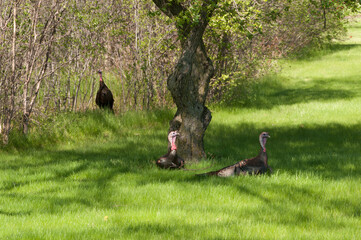Wild Turkeys In An Urban Setting In Spring