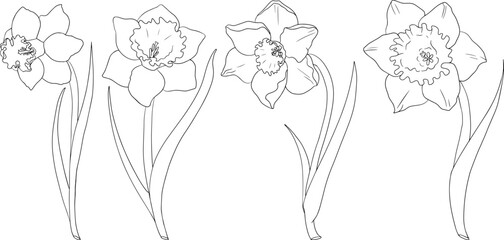 Set narcissus flowers. Hand drawn spring flowers. Monochrome vector botanical illustrations in sketch, engraving style.