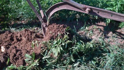 Closeup of a plow un-earthing potatoes out of the dirt.
