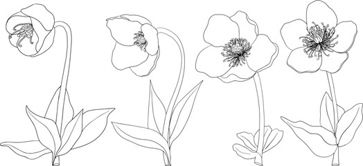 Set Merlin Lenten rose, Helleborus flowers. Hand drawn spring flowers. Monochrome vector botanical illustrations in sketch, engraving style.