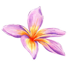 Obraz na płótnie Canvas Watercolor plumeria flower isolated on white background. Frangipani exotic flower. Botanical element for decoration. Pink tropical flower. 