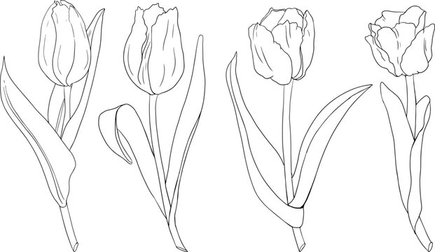 Set tulip flowers. Hand drawn spring flowers. Monochrome vector botanical illustrations in sketch, engraving style.