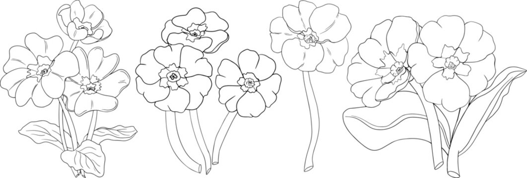 Set primrose, primula flowers. Hand drawn spring flowers. Monochrome vector botanical illustrations in sketch, engraving style.