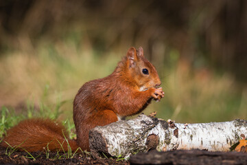 Red Squirel