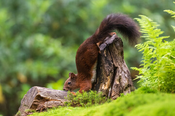 Red Squirel