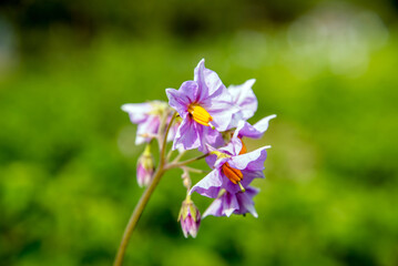 purple potato flowers on a potato field
