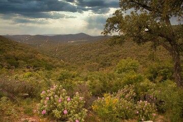Landschaft bei Bormes les Mimosas in Südfrankreich