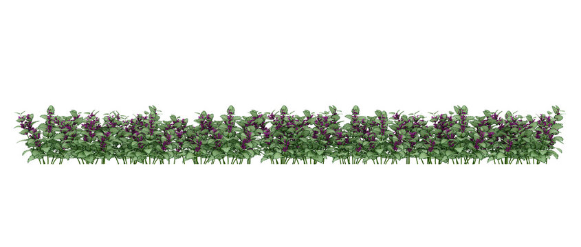 3D render many plants with purple flowers on white background