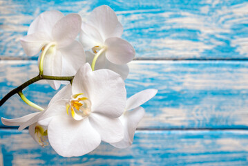 A branch of white orchids on a blue wooden background
