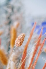 Portrait or vertical shot of a colorful Dried Amber Canary Grass with bokeh background