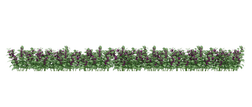 3D render many plants with purple flowers on a transparent background