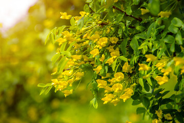Yellow Acacia blooms in spring in the garden