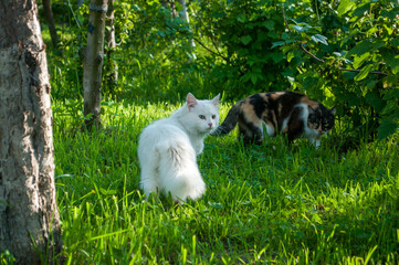 Naklejka na ściany i meble A couple of cats on the grass in the garden.