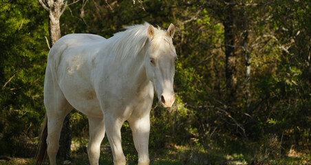 Naklejka na ściany i meble Young white horse in woods of Texas on farm closeup.