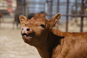 Beef calf mooing closeup with blurred background on ranch for agriculture baby animal face.