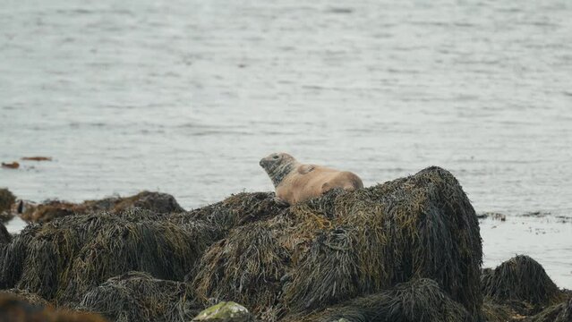 Seal Sunbathing at Ytri Tunga Beach in Iceland