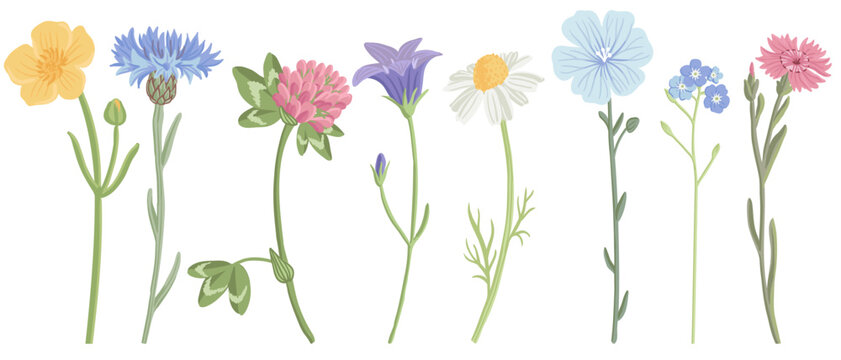 field flowers, vector drawing wild plants at white background, floral elements, hand drawn botanical illustration