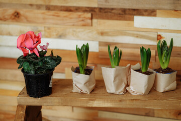 Potted flower seedlings stand in a row in biodegradable pots with peat moss on a wooden background. Zero waste, recycling, plastic free gardening concept.