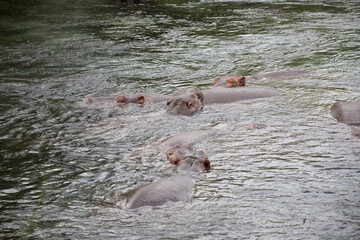 Hippopotamuses in the water. Hippos in Kenya chill in a river. Safari photos in Africa
