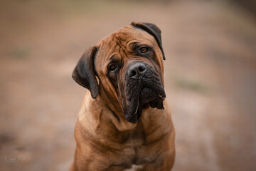 Obraz premium Dogue de Bordeaux (boerboel) detail of head