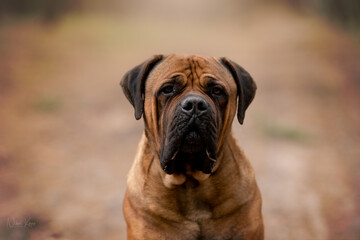Obraz premium Boerboel dog detail of head