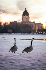 Regina Saskatchewan in Spring with Melting Snow at Sunset with Canadian Geese 