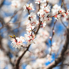 Blossom tree over nature background. spring flowers. spring background. Blurred concept. Natural background. Apricot flowers
