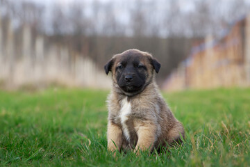 Puppy breed Alabai
