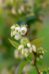 Blooming blueberry close up
