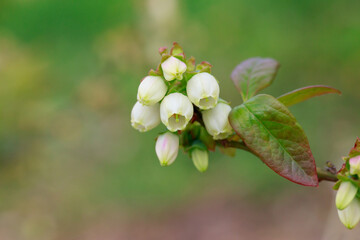 Blooming blueberry close up