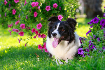 Dog breed Border Collie
