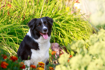 Dog breed Border Collie