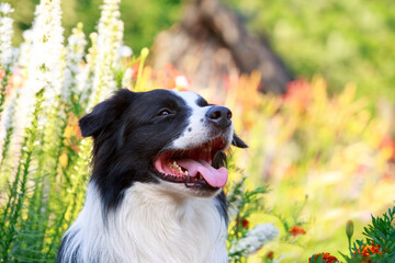 Dog breed Border Collie