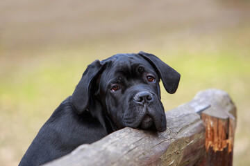 dog breed cane corso