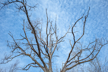 branches against blue sky