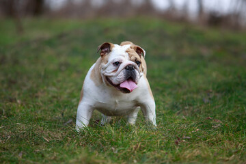 dog breed English bulldog