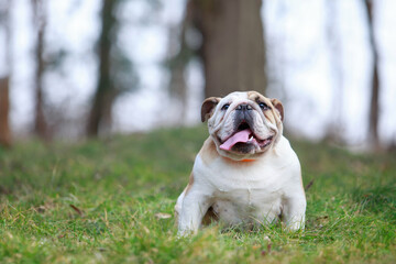 Obraz premium dog breed English bulldog