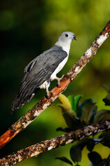Gray-headed Kite in first morning light