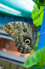Owl butterfly (Caligo) -  a large tropical butterfly