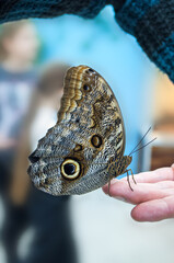 Owl butterfly (Caligo) -  a large tropical butterfly