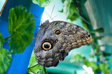 Owl butterfly (Caligo) -  a large tropical butterfly