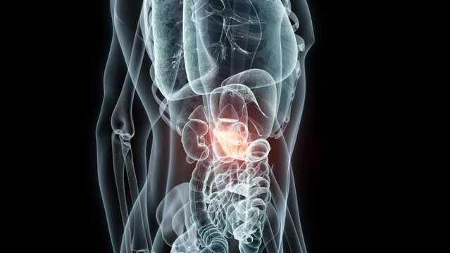 3D rendering Medical Animation of a Human Pancreas.X-ray of a Pancreas