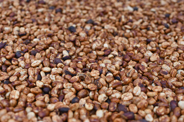 The coffee beans are naturally dried on shelves from a community in Chiang Mai in northern Thailand.