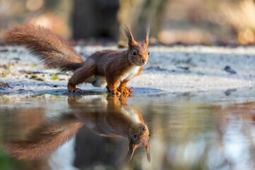 red squirrel in the forest
