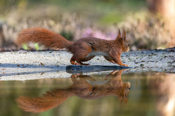 squirrel in the forest