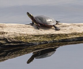 Obraz premium Turtle