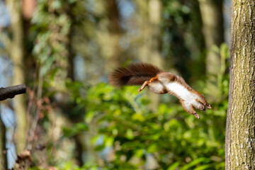 Red squirel jumping